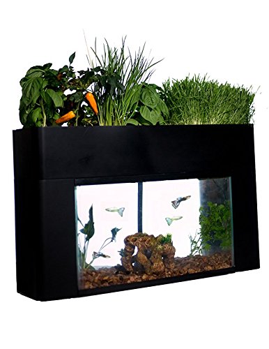 aquaponics fish tank plants