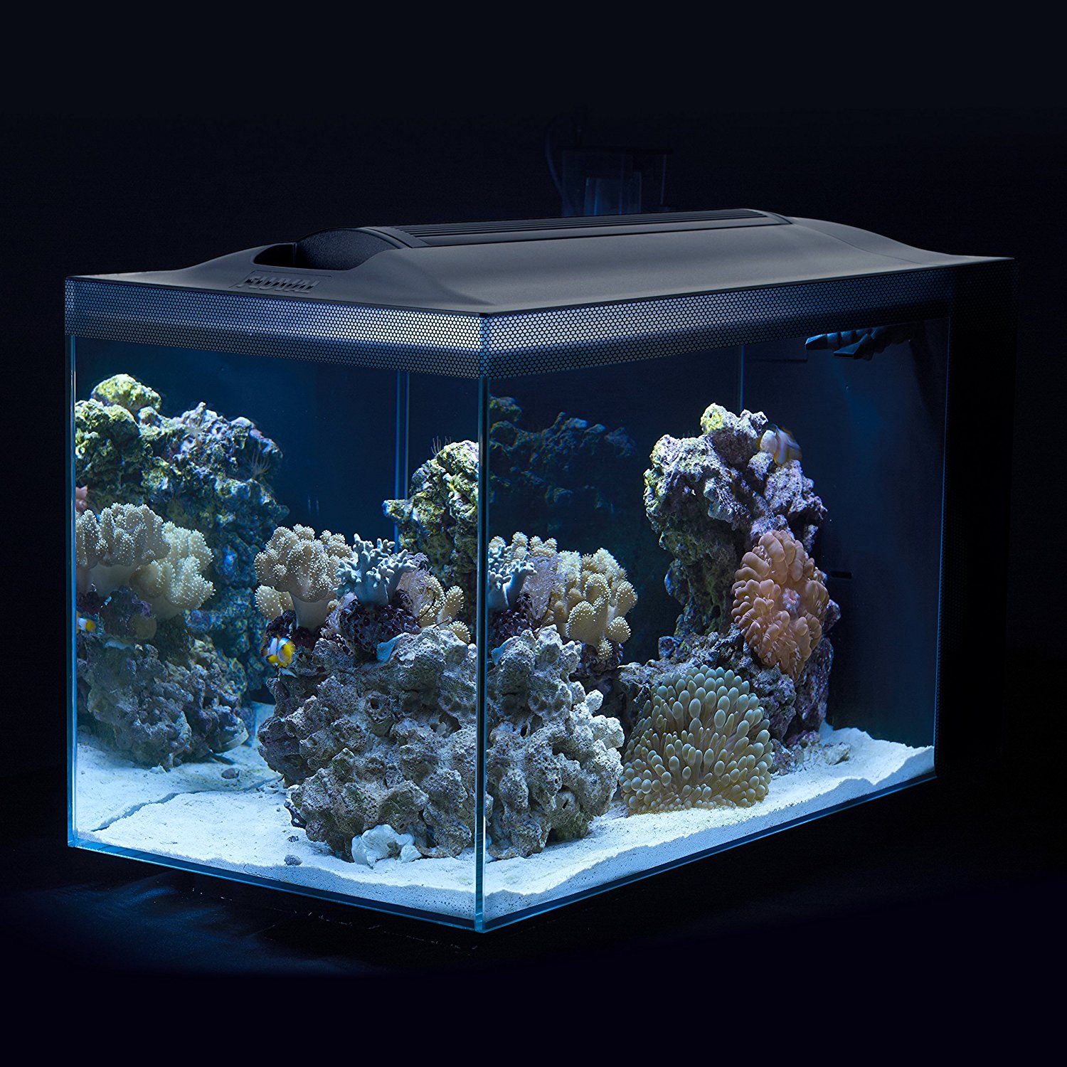 nano reef fish tank