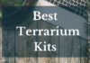 Best Terrarium Kits