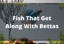 Fish That Get Along With Bettas